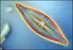 Marines Phytoplankton