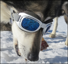 Hundebrille