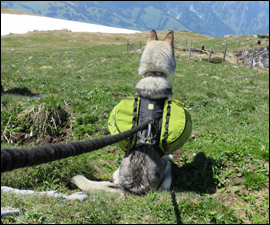 Packtasche von Ruffwear