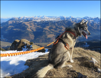 Wandern mit Hund - Bungeeleine