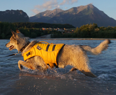 Hundeschwimmweste Float Coat