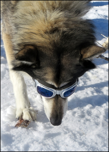 Husky mit Sonnenbrille Grösse MEDIUM