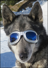 Hundesonnenbrille 100% UVA, UVB UVC Schutz