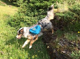 Robuste und gut sitzende Hundepacktasche