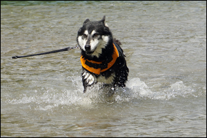 Hundeschwimmweste im Einsatz - MALIK